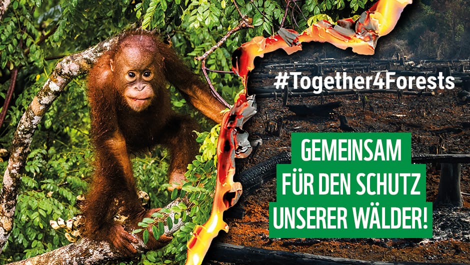 Gemeinsam für den Schutz unserer Wälder, © by WWF/together4forests Gemeinsam für den Schutz unserer Wälder, © by WWF/together4forests