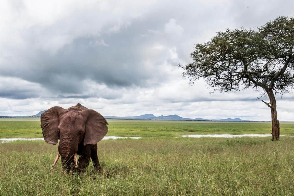 Elefant in einem Nationalpark in Tansania
