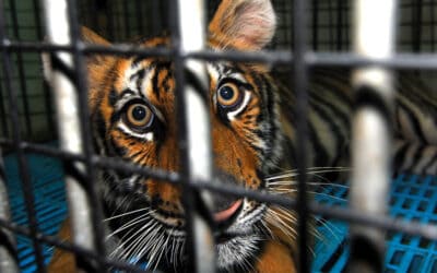 Tiger-Handel im großen Stil mitten in Europa