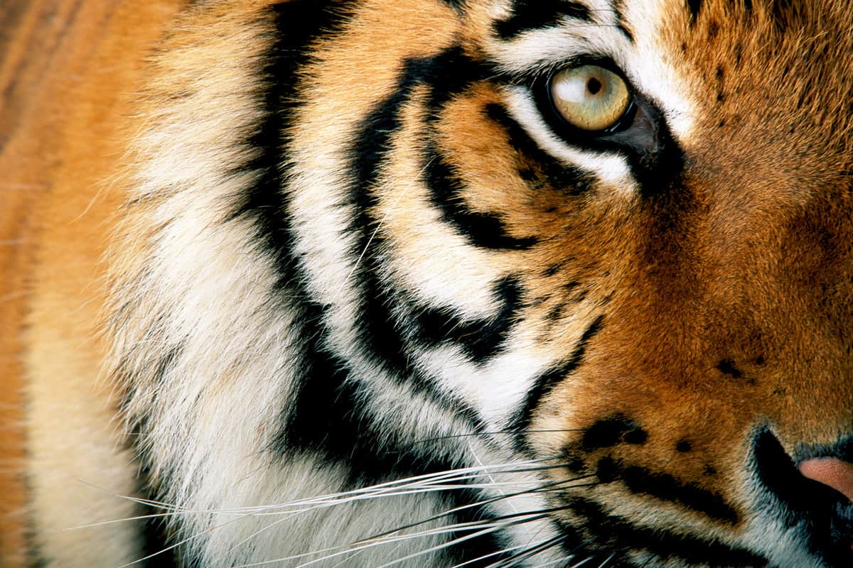 Europa ist Drehkreuz im internationalen Tiger-Handel. , © by National Geographic Stock_Michael Nichols_WWF. Europa ist Drehkreuz im internationalen Tiger-Handel. , © by National Geographic Stock_Michael Nichols_WWF.