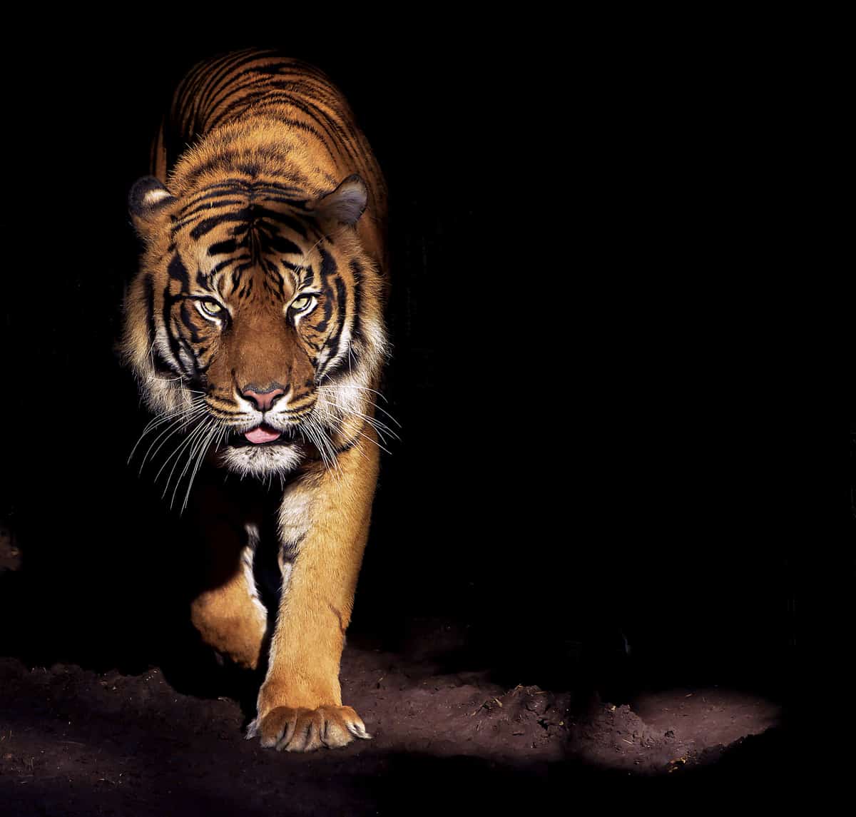 Tiger sind begehrte Statussysmbole - sowohl lebendig als auch als Schmuck/Deko/Medizin, © by Shutterstock_Luke Wait_WWF Tiger sind begehrte Statussysmbole - sowohl lebendig als auch als Schmuck/Deko/Medizin, © by Shutterstock_Luke Wait_WWF