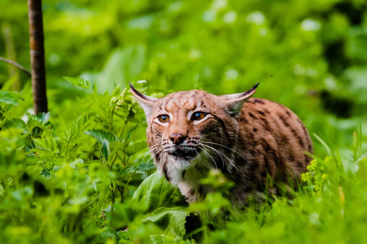 Luchs (Lynx lynx)