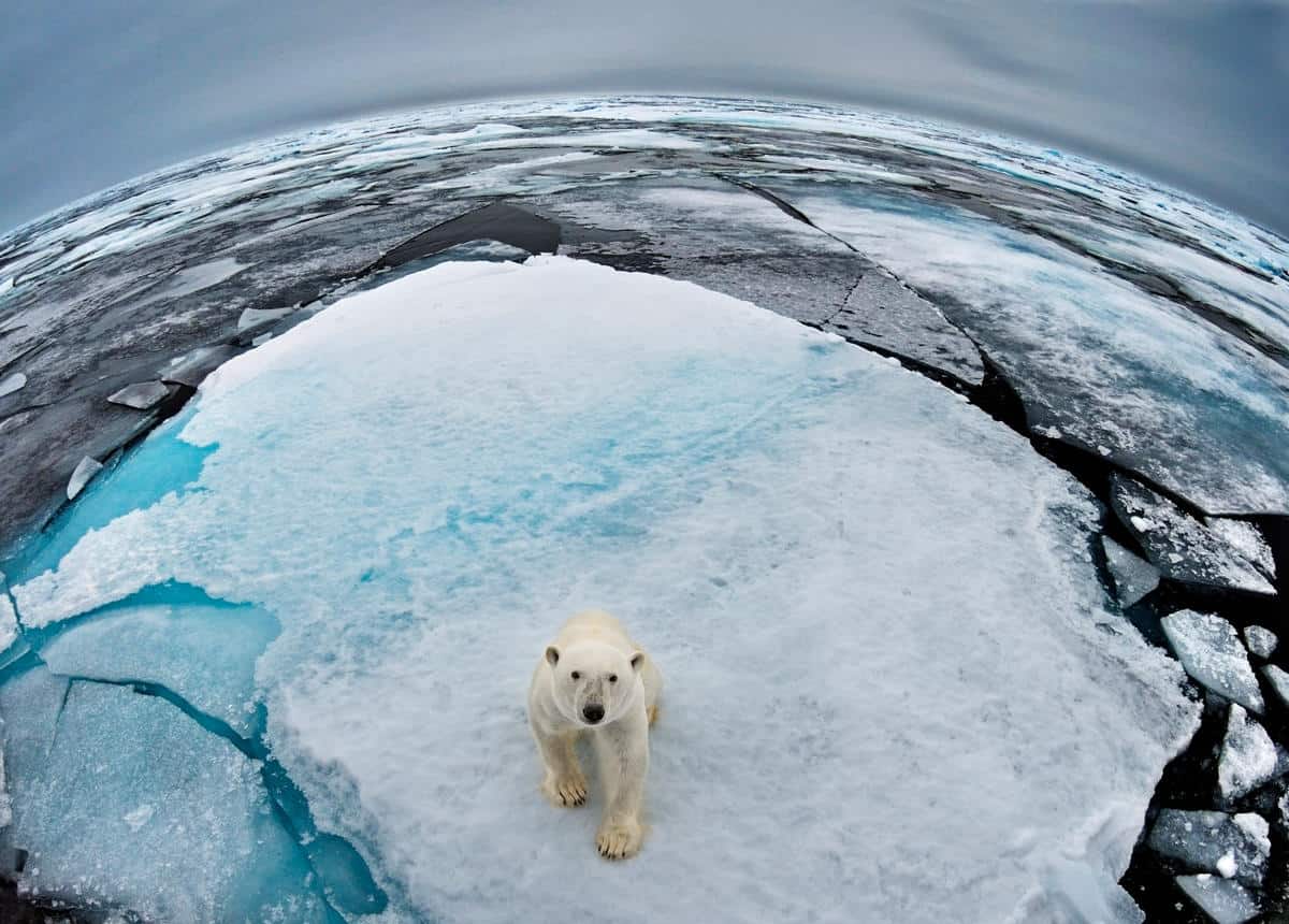 Eisbär, © by naturepl.com, Andy Rouse WWF Eisbär, © by naturepl.com, Andy Rouse WWF