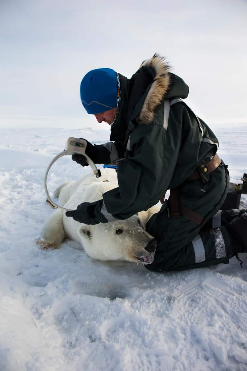 Betäubter Eisbär bekommt GPS-Halsband, © by Canon / Brutus Östling / WWF-Sweden Betäubter Eisbär bekommt GPS-Halsband, © by Canon / Brutus Östling / WWF-Sweden