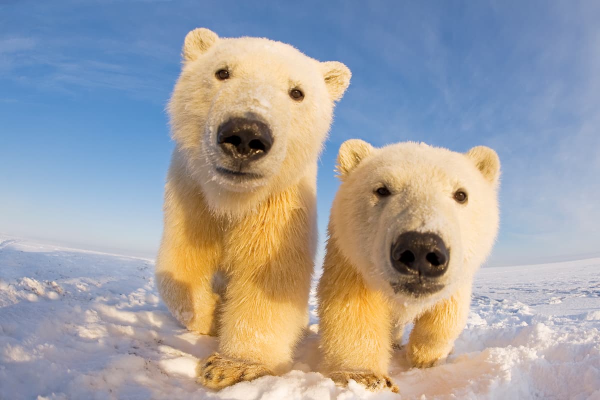 Eisbären in Alaska