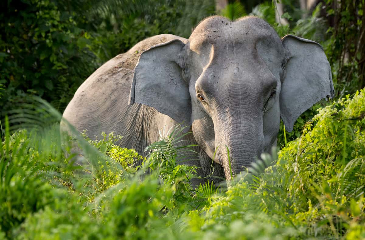 Asiatischer Elefant, © by Richard Barrett / WWF-UK Asiatischer Elefant, © by Richard Barrett / WWF-UK