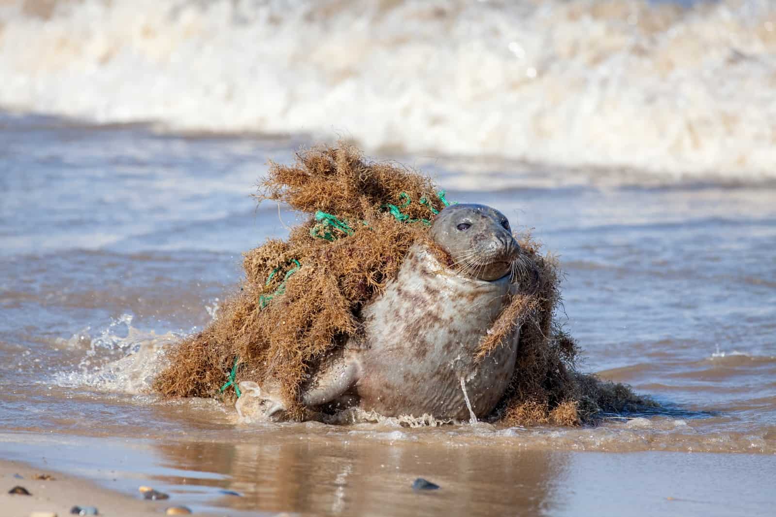 Geisternetze - tödliche Gefahr für Meeressäuger wie Robben, © by Ian Dyball _ Shutterstock.com Geisternetze - tödliche Gefahr für Meeressäuger wie Robben, © by Ian Dyball _ Shutterstock.com