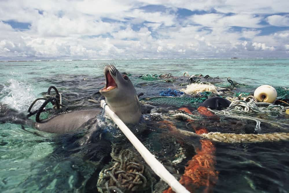 Bild der Woche: Geisternetze, unbeachtete Todesfalle