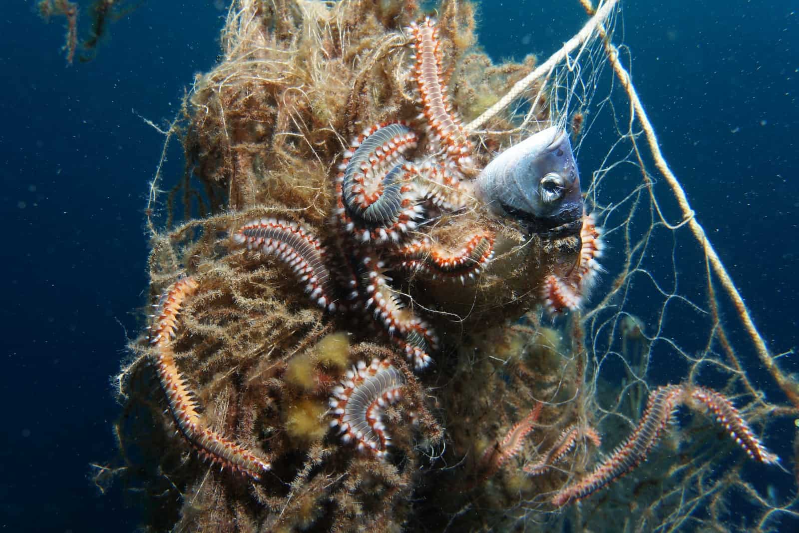 Geisternetz mit totem Fisch
