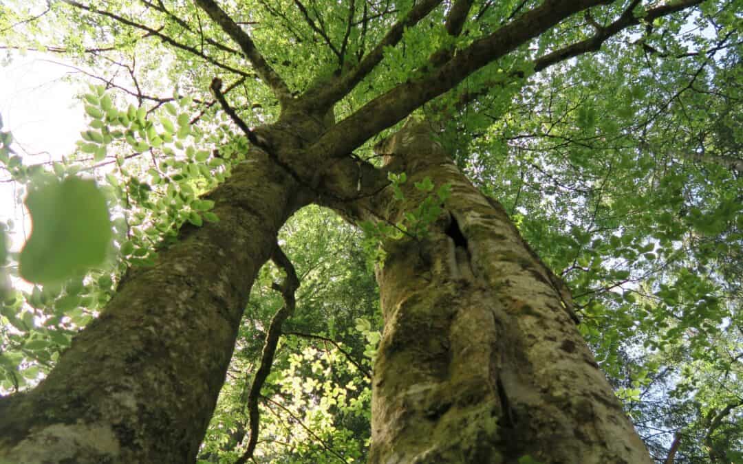Wald in der Krise