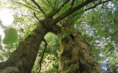 Wald in der Krise