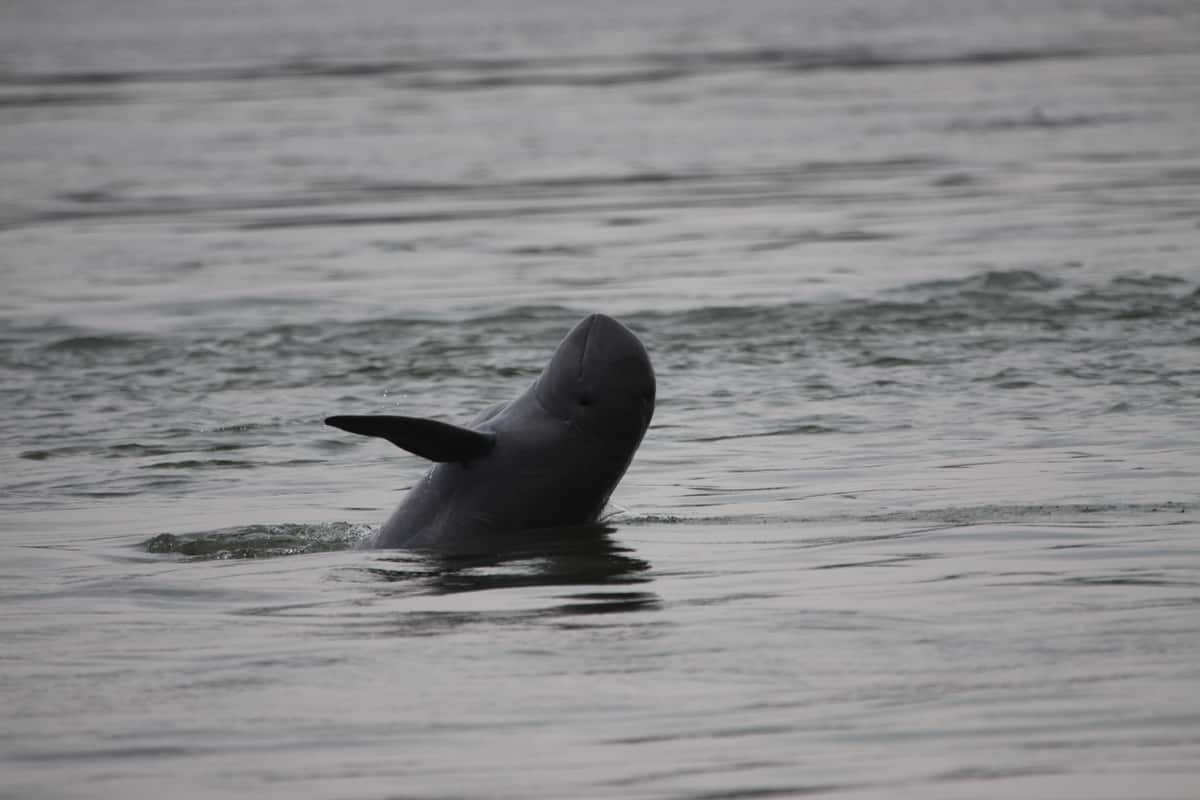 Der Irawadi Delfin ist streng genommen gar kein Flussdelfin, © by Tan Someth Bunwath / WWF-Greater Mekong Der Irawadi Delfin ist streng genommen gar kein Flussdelfin, © by Tan Someth Bunwath / WWF-Greater Mekong