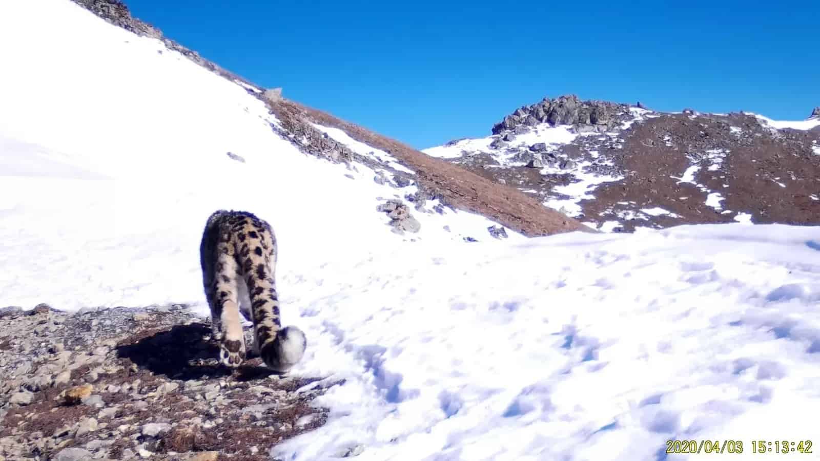 Hier läuft "Munko" über ein Schneefeld, © by WWF Russland Hier läuft "Munko" über ein Schneefeld, © by WWF Russland