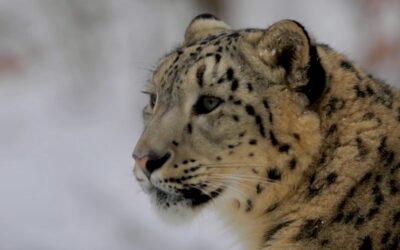 Video: So werden Schneeleoparden besendert