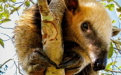 WWF: Mehr als eine Million Menschen fordern starkes EU-Gesetz gegen Entwaldung