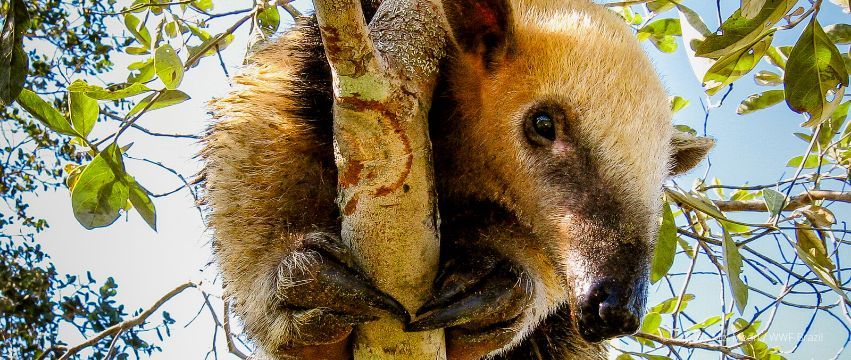 Seltene Tierarten wie der Ameisenbär sind auf intakte Wälder angewiesen