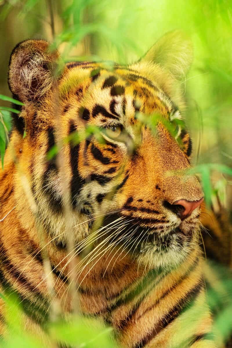 Tiger versteckt sich im Gebüsch - Nationalpark "Tadoba Andhari Tiger Reserve" (Indien), © by Narayanan Iyer (Naresh) / WWF-International Tiger versteckt sich im Gebüsch - Nationalpark "Tadoba Andhari Tiger Reserve" (Indien), © by Narayanan Iyer (Naresh) / WWF-International