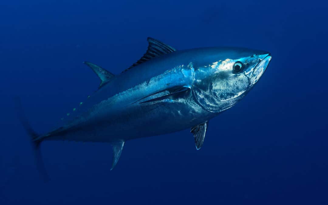 Große Fische im Kampf gegen die Klimakrise