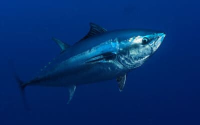 Große Fische im Kampf gegen die Klimakrise