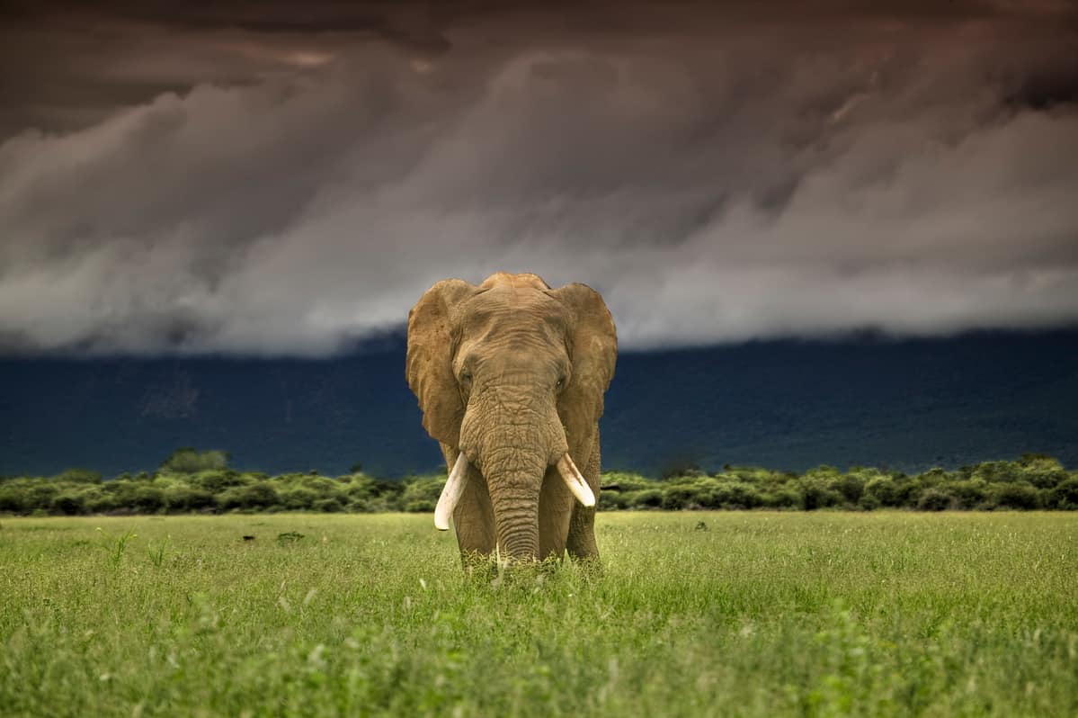 Afrikanischer Elefant vom Aussterben bedroht