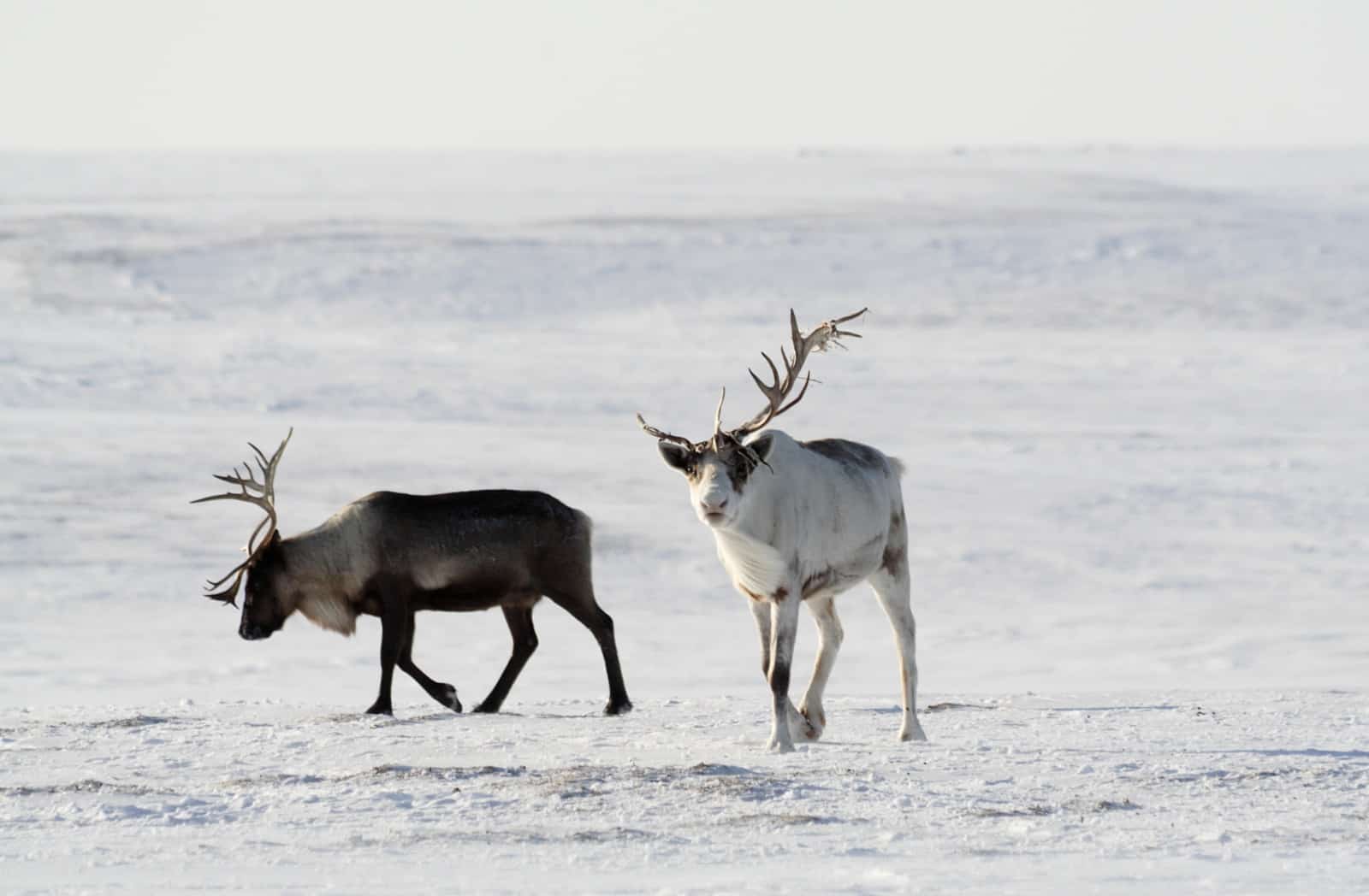 Rentiere im Schnee, © by D. Deshevykh / WWF-Russland Rentiere im Schnee, © by D. Deshevykh / WWF-Russland