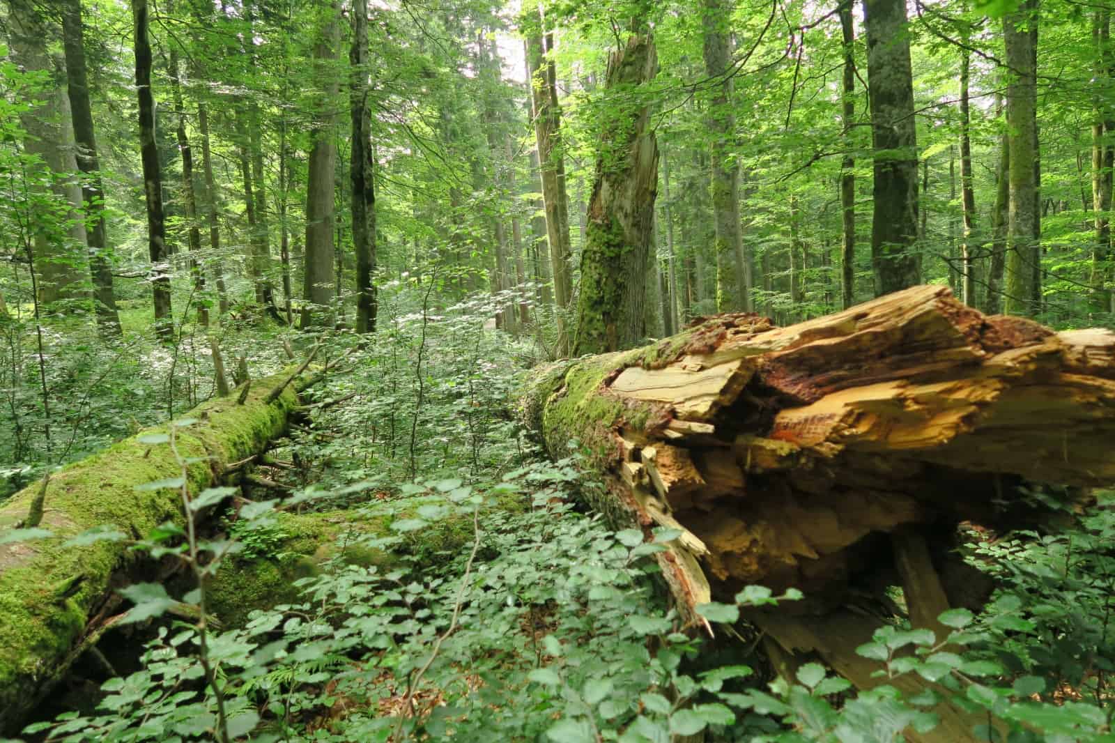 Naturwald, © by Karin Enzenhofer Naturwald, © by Karin Enzenhofer