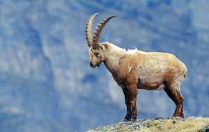 Der Steinbock hat keine Höhenangst, © by Zmoelnig/4nature Der Steinbock hat keine Höhenangst, © by Zmoelnig/4nature