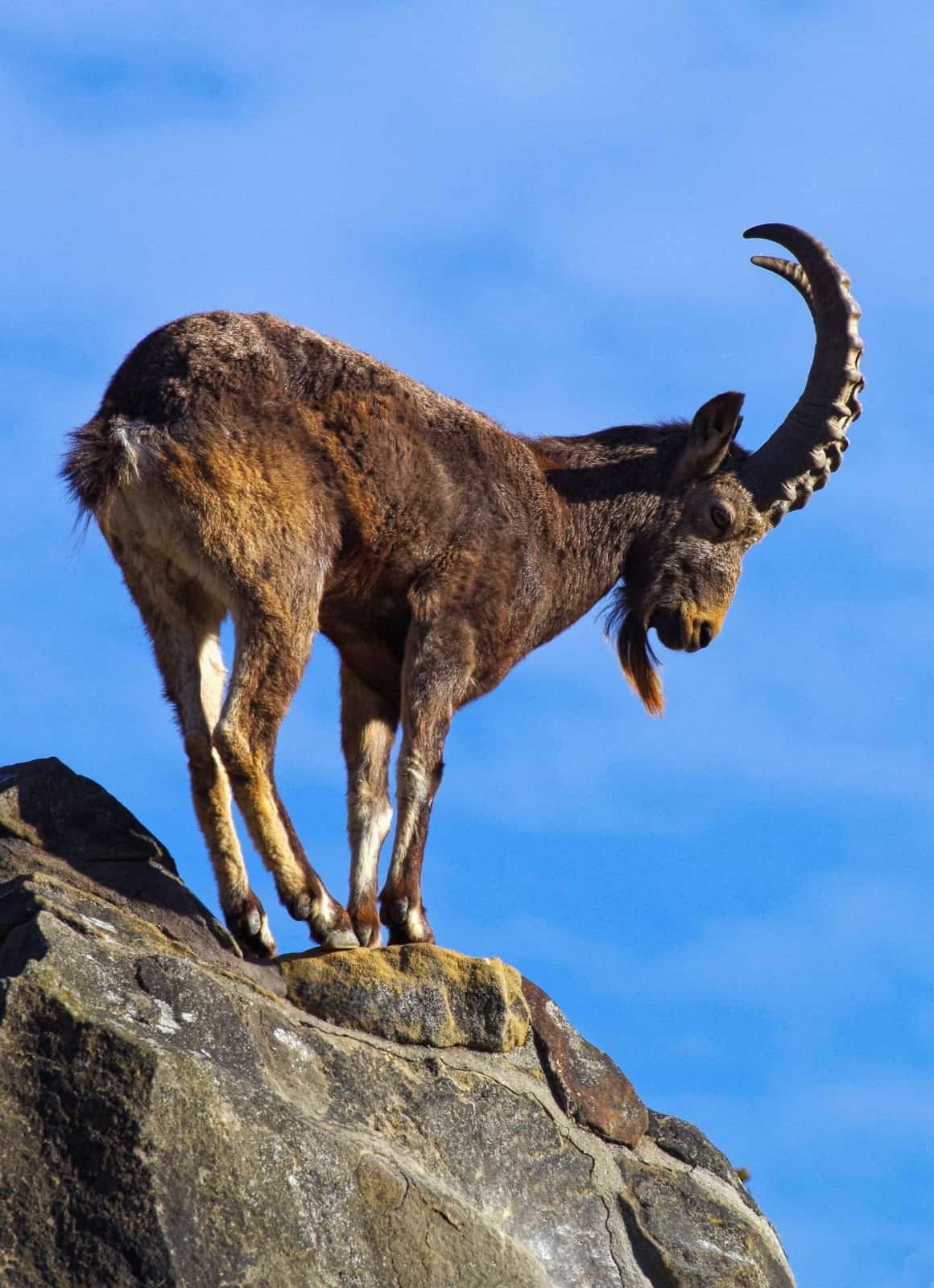 Steinbock - der Herrscher des Gebirges, © by pixabay Steinbock - der Herrscher des Gebirges, © by pixabay