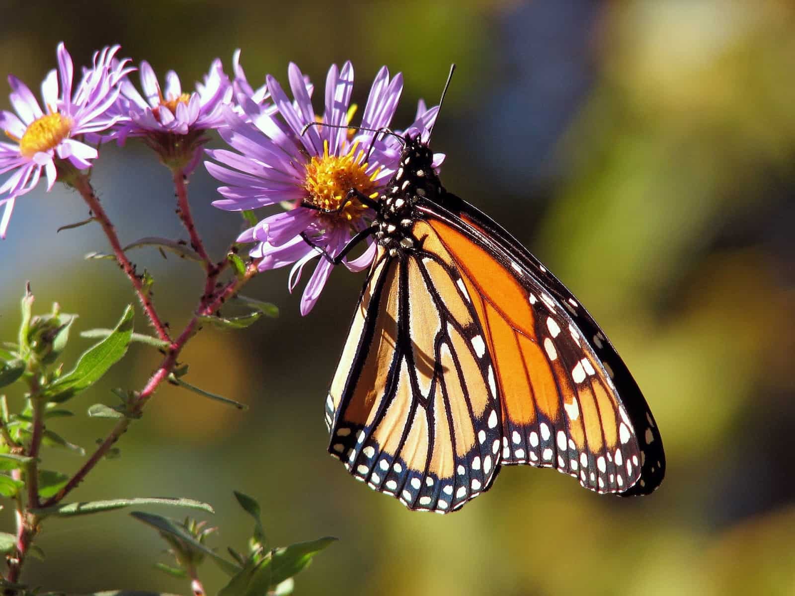 Insekten schmetterling-auf-blume-mit-lila-bluetenblaetter
