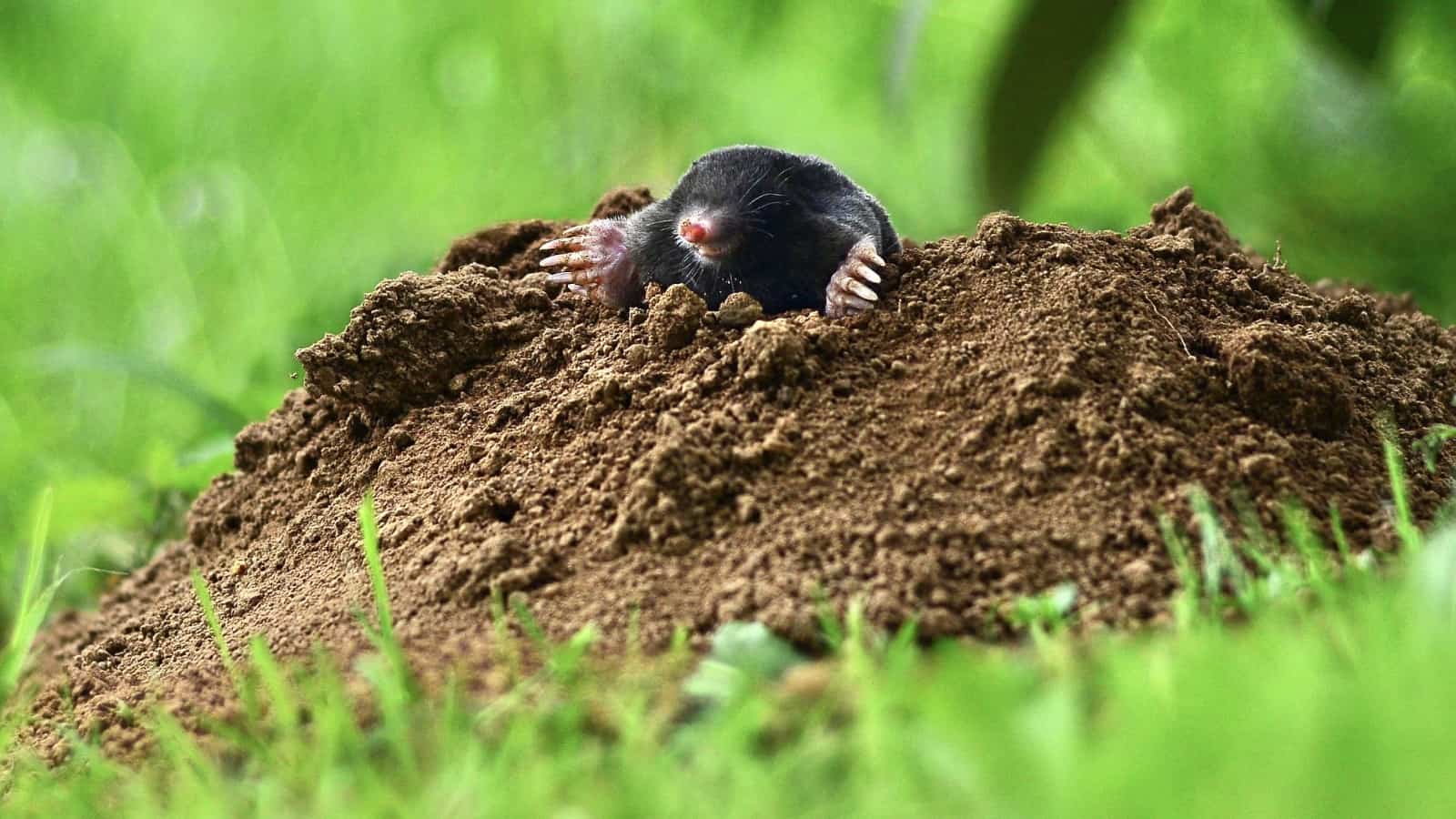 Der Maulwurf teampanda-wwf-maulwurf-slider-startseite