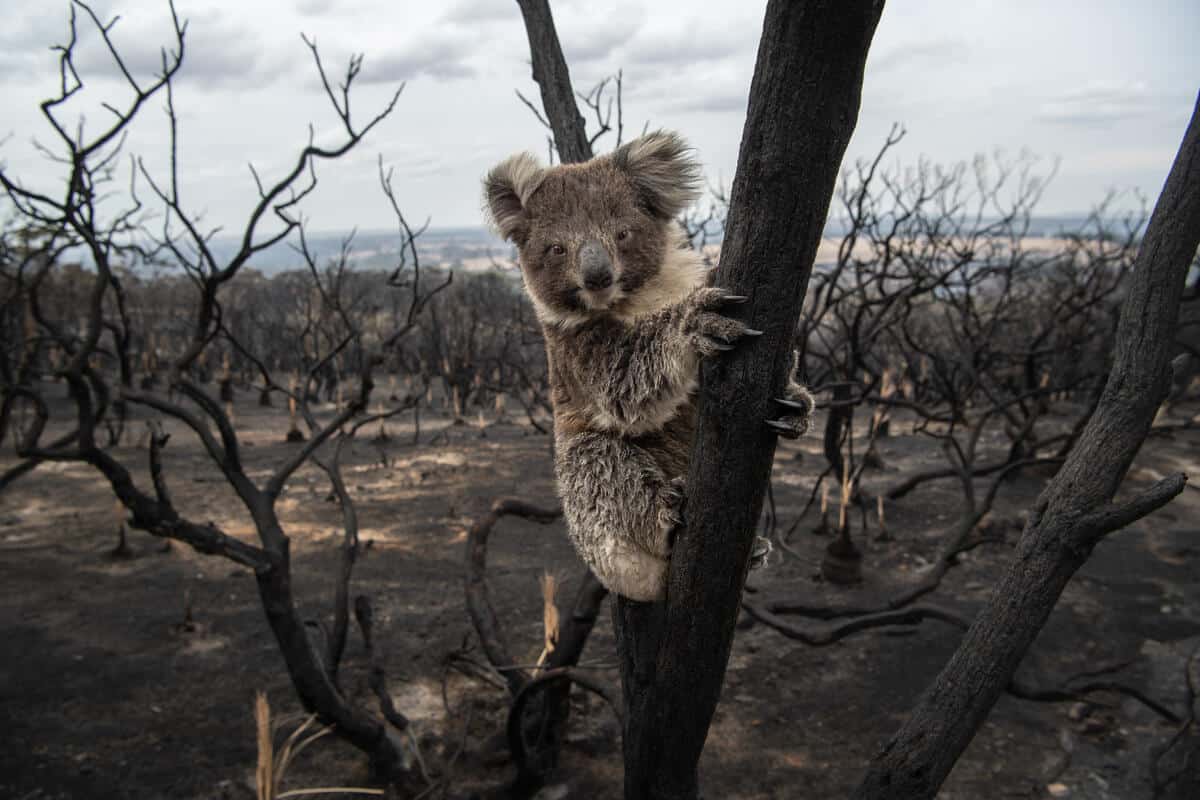 Koalabär auf Kangaroo Island nach Rekordbränden in Australien Anfang 2020 (c) Brad Fleet/Newspix