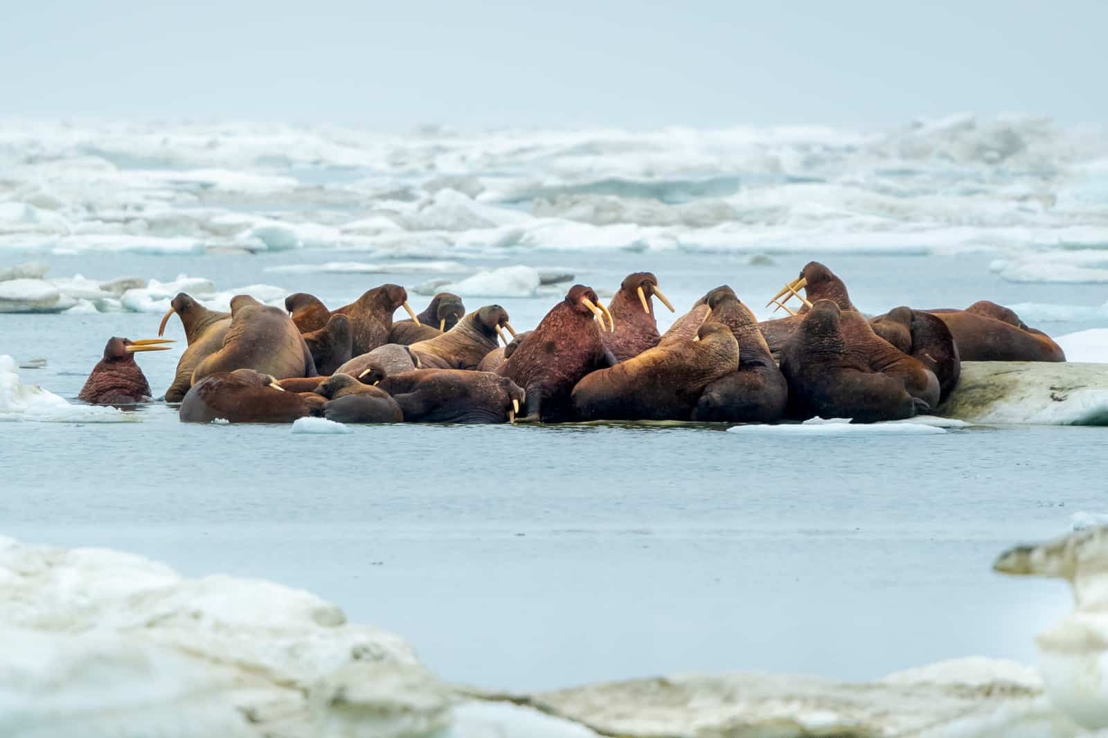 Eine Walross-Herde ruht sich auf einer Eisscholle in Spitzbergen/Norwegen aus, © by R.Barrett/WWF Eine Walross-Herde ruht sich auf einer Eisscholle in Spitzbergen/Norwegen aus, © by R.Barrett/WWF