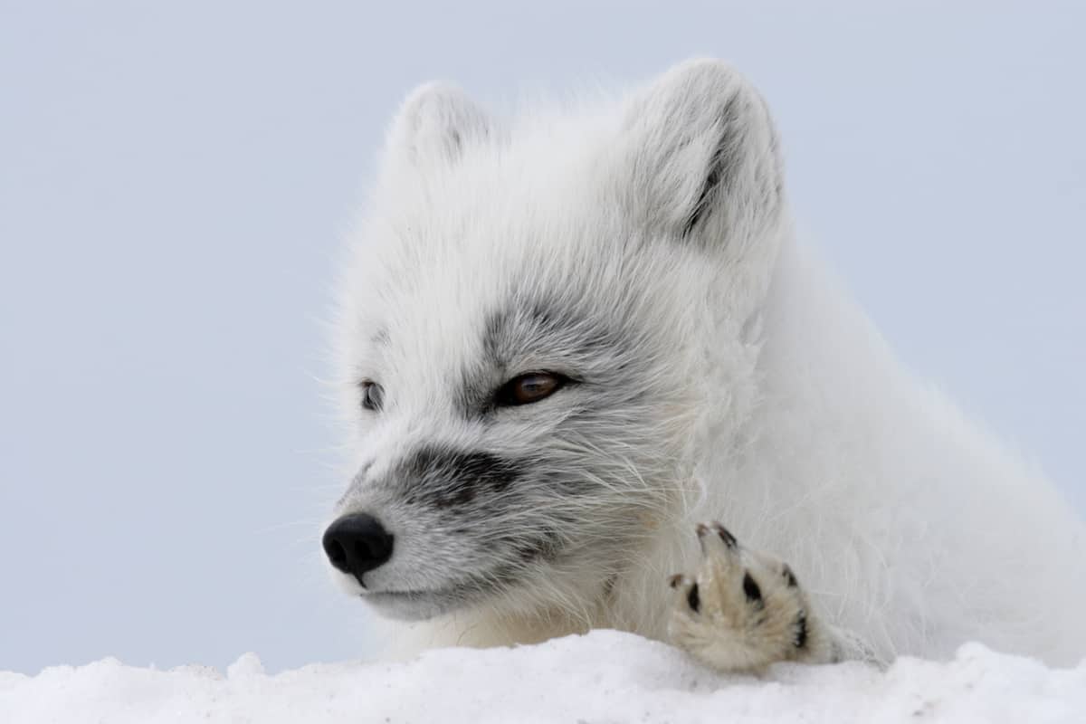 Polarfuchs in Russland