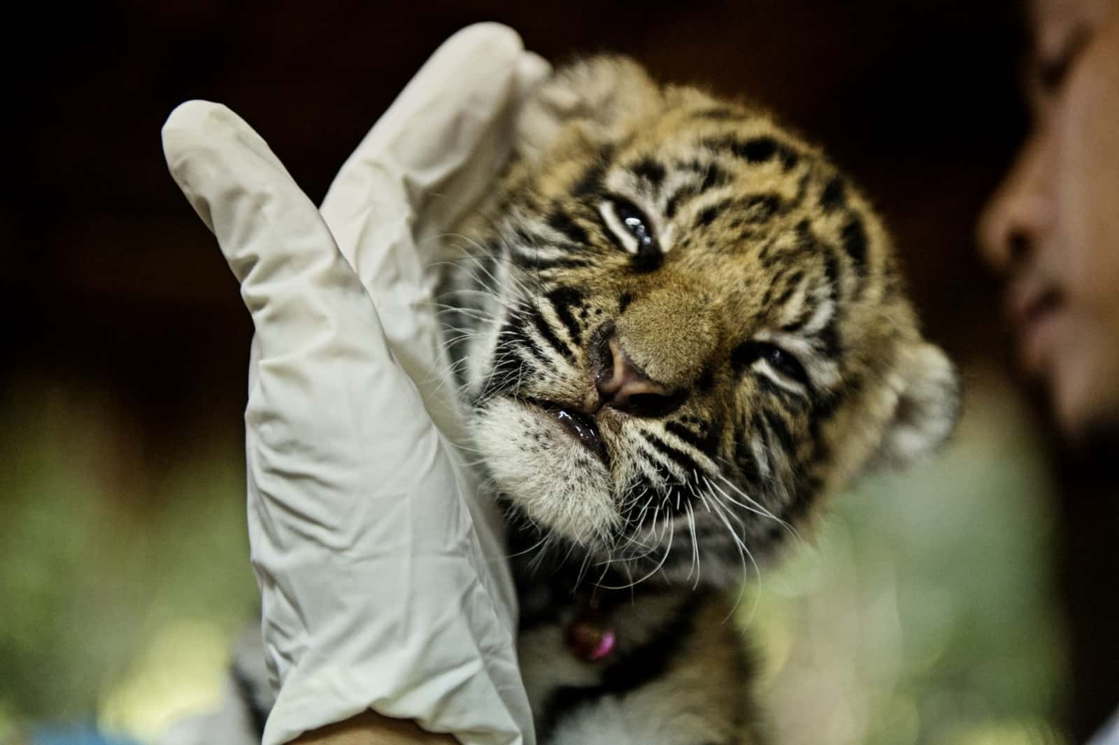 Geschmuggeltes Tigerbaby in Thailand, © by James Morgan WWF Geschmuggeltes Tigerbaby in Thailand, © by James Morgan WWF