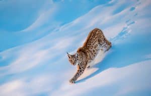 Ein Luchs im Schnee, © by naturepl.com/K&Hubert/WWF Ein Luchs im Schnee, © by naturepl.com/K&Hubert/WWF
