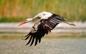 Der Weißstorch , © by P. Buchner / 4nature Der Weißstorch , © by P. Buchner / 4nature