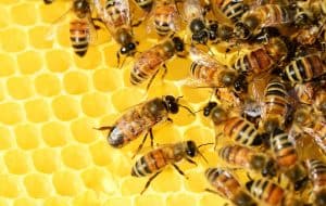 Honigbienen im Stock, © by pixabay Honigbienen im Stock, © by pixabay