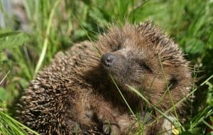 Guten Morgen, lieber Igel!, © by pixabay Guten Morgen, lieber Igel!, © by pixabay