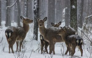 Im winterlichen Wald, © by Diana Rudenko / WWF Im winterlichen Wald, © by Diana Rudenko / WWF
