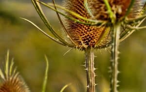 Eine verblühte Distel bietet Lebensraum!, © by pixabay Eine verblühte Distel bietet Lebensraum!, © by pixabay