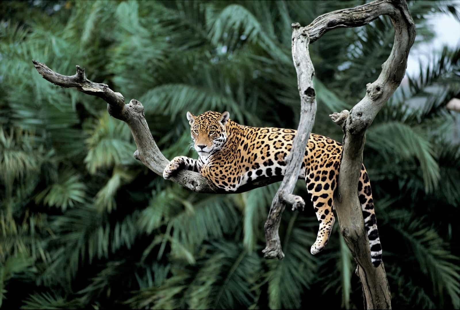 Brandrodungen rauben dem geschützten Jaguar Lebensraum und Beutetiere, © by Y.-J. Rey-Millet / WWF Brandrodungen rauben dem geschützten Jaguar Lebensraum und Beutetiere, © by Y.-J. Rey-Millet / WWF