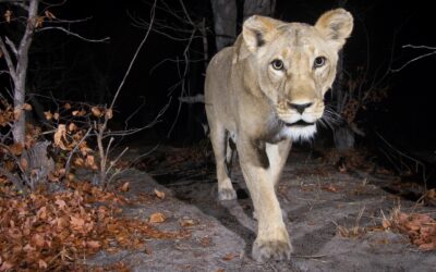 Video: Löwenbabys in Namibia