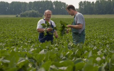 Neue Studie: Mehr Klimaschutz durch regionales Fischfutter