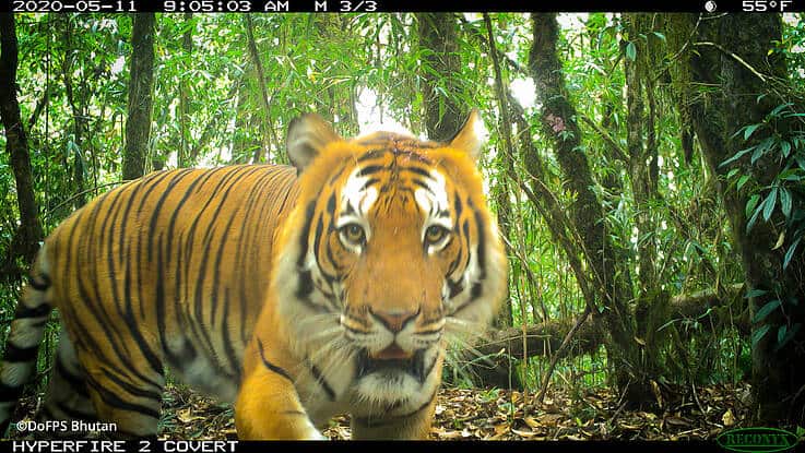 Dieses Tigerweibchen in Bhutan gibt Hoffnung für den Tiger-Schutz, © by DoFPS Bhutan Dieses Tigerweibchen in Bhutan gibt Hoffnung für den Tiger-Schutz, © by DoFPS Bhutan