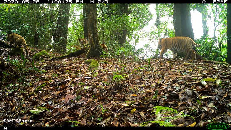 Wildtierkamera in Bhutan entdeckt Tigerin mit drei Jungtieren , © by DoFPS Bhutan Wildtierkamera in Bhutan entdeckt Tigerin mit drei Jungtieren , © by DoFPS Bhutan