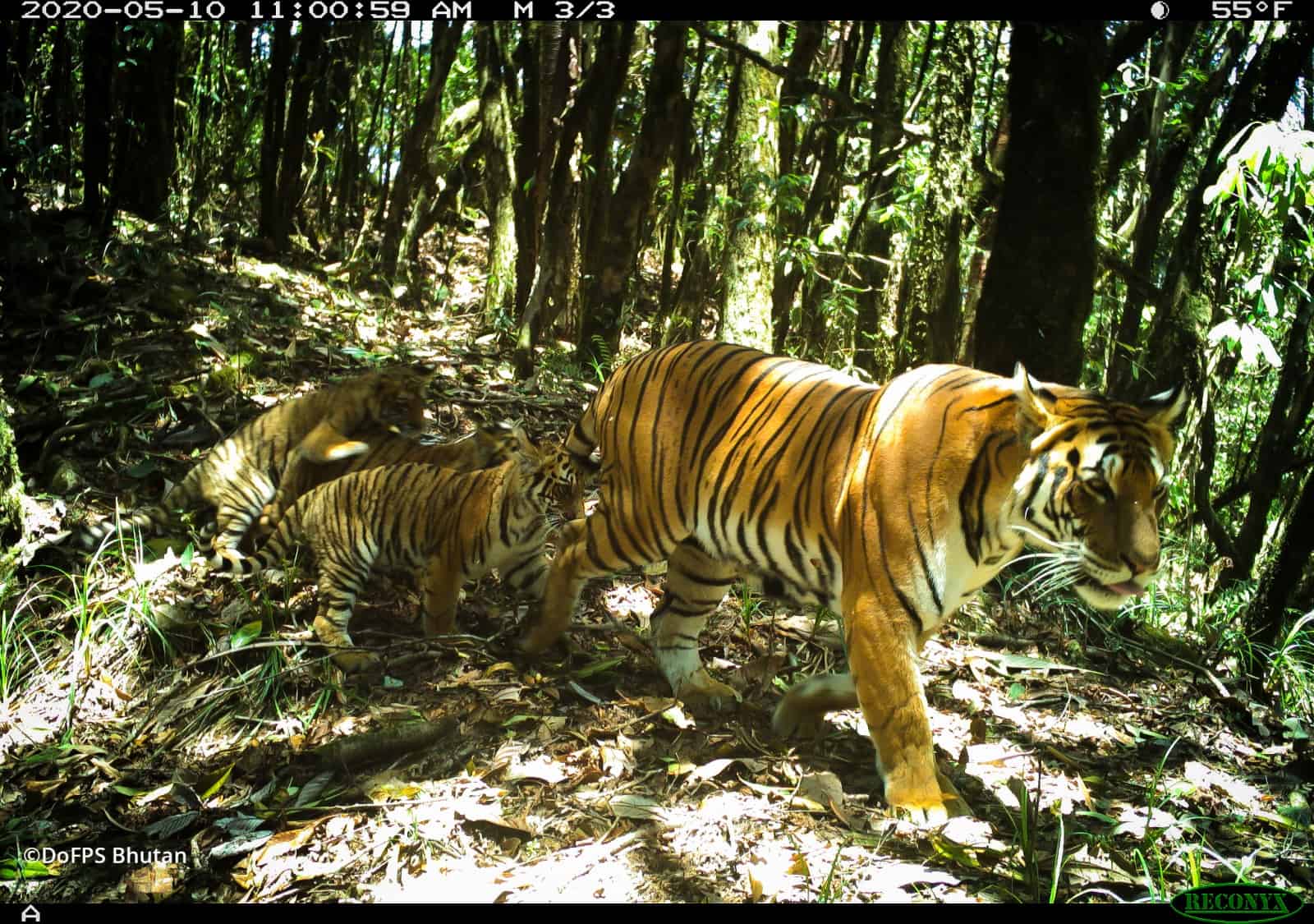 Tigerin mit Jungtieren
