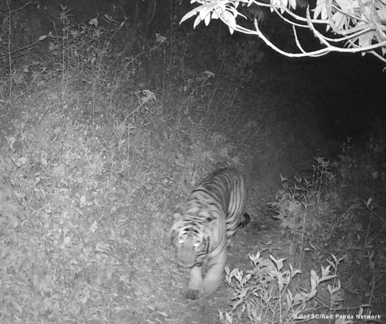 Tiger auf 3.165 Metern Höhe gesichtet, © by DoFSC / Red Panda Network Tiger auf 3.165 Metern Höhe gesichtet, © by DoFSC / Red Panda Network