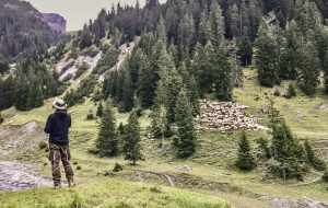 Ein Hirte für viele Schafe, © by EWS/Rossberg Ein Hirte für viele Schafe, © by EWS/Rossberg