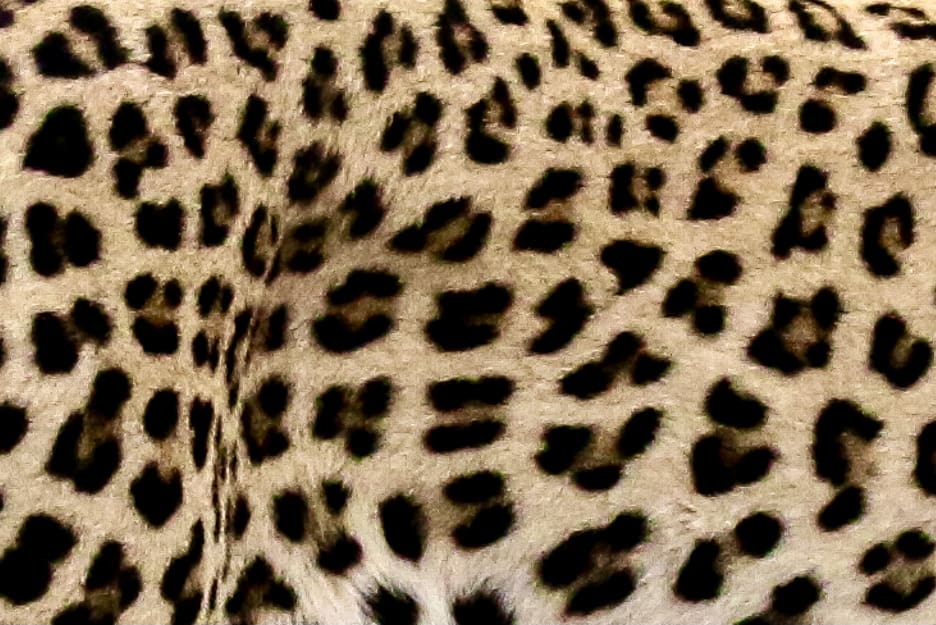 A, B oder C?, © by Jeff Muller/WWF-US A, B oder C?, © by Jeff Muller/WWF-US