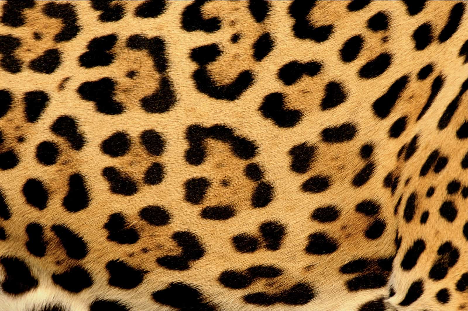 A, B oder C?, © by Staffan Widstrand / WWF A, B oder C?, © by Staffan Widstrand / WWF